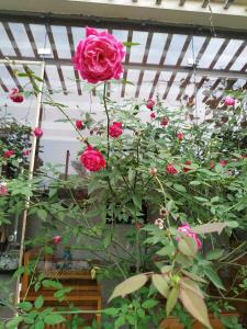 Rose Homestay Cầu Ngói