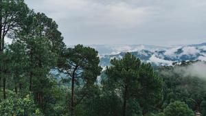 Pine Forest Vibes Kasauli With Sitting Area Availbale & Garden Space, 1BHK,2BHK,3BHK,4BHK,10BHK
