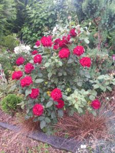 Dom gościnny u Krupów