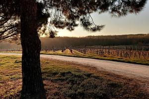 Villas Chateau au coeur des vignes proche de St Emilion : photos des chambres