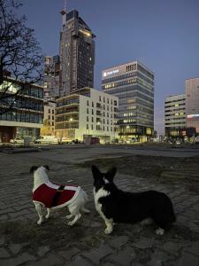 Apartament SeaTowers 17