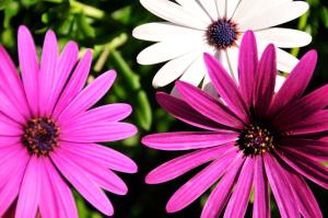 Casa Vale Do Lobo 32 Charming 2 Bedroom Townhouse Close To Beach