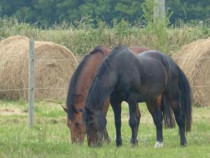 B&B / Chambres d'hotes Paardenhof Guesthouse : photos des chambres