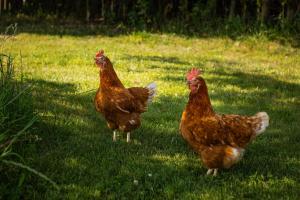 Bed&Bbq Longhornranch
