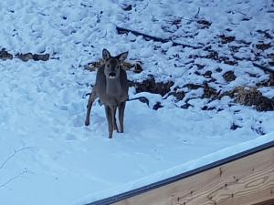 Appartements Repere de Vacances pour Vous : photos des chambres