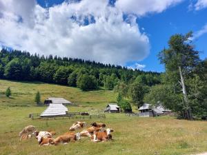 Koča Lipa pod Veliko planino
