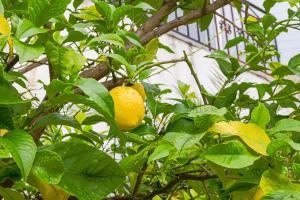 Appartements Appartement 2 chambres avec vue a La Gaude, 65 m² : photos des chambres