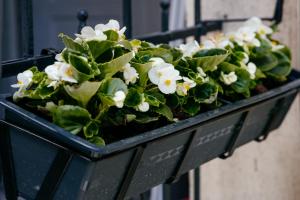 The Muse - Kronstadt Central Suites