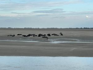 Appartements Appt lumineux - 2 chambres - Mer et commerces : photos des chambres