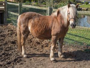 Gästehaus Nielson - Wohnung "Vergissmeinnicht"