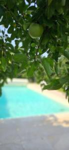 Maisons de vacances Au sechoir a Tabac : photos des chambres