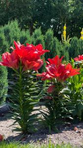 Luxury apartment Curchi 1