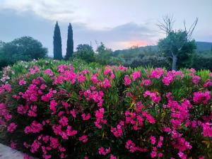 Villas Villa l-Olivaie : photos des chambres