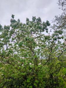 Villas Villa l-Olivaie : photos des chambres