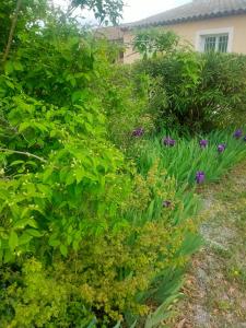 Villas Villa l-Olivaie : photos des chambres