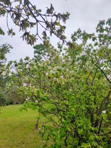 Villas Villa l-Olivaie : photos des chambres