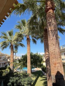 among palm trees in Playa Flamenca