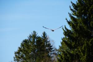 Rabamaja ja Rabasaun