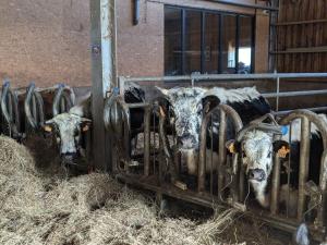 Maisons de vacances Gite authentique a la montagne pour 10 pers. avec spa - FR-1-589-830 : photos des chambres