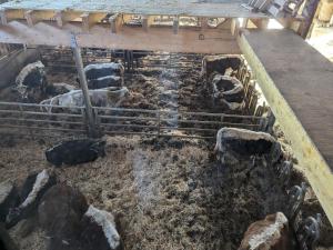 Maisons de vacances Gite authentique a la montagne pour 10 pers. avec spa - FR-1-589-830 : photos des chambres