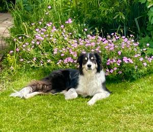 B&B / Chambres d'hotes Les Peupliers Loire : photos des chambres