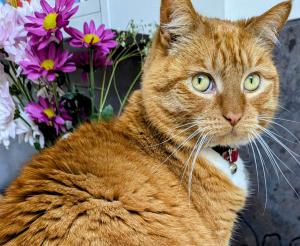 B&B / Chambres d'hotes Les Peupliers Loire : photos des chambres