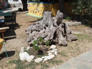 Azalea Skiathos Greece