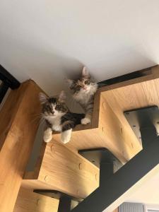 elements - Solina, z sauną