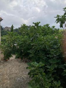 Appartements ChezMathilde a LIMOUX : photos des chambres