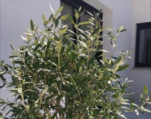 Appartements Appartement T2, neuf, vue epoustouflante, piscine : photos des chambres