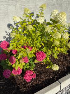 Ashlee Lodge, Shanagarry P25K6R6 Near Ballymaloe House & Garryvoe Hotel