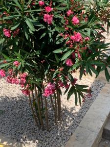 Apartment Dubravko mit Meerblick 100 m Strand, Parking