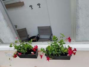 Appartamento Orchidea