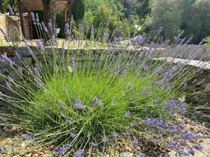 Maisons de vacances Le mazet Tihou - Le mas du tilleul : photos des chambres