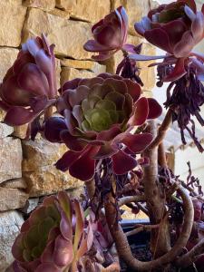 Maisons de vacances Le mazet Tihou - Le mas du tilleul : photos des chambres