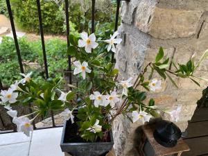 Maisons de vacances Le mazet Tihou - Le mas du tilleul : photos des chambres