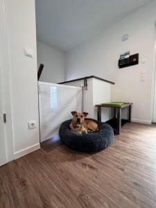 Ferienhaus Diemelblick 39 mit Hund - direkt am Diemelsee mit Sauna, Terrasse und Garten für bis zu 5 Personen