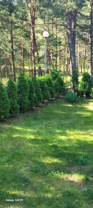 Homey apartment facing a pine forest