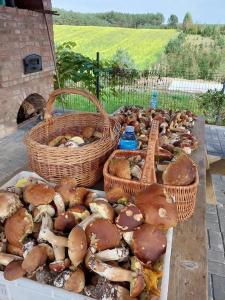 Agroturystyka dzika łąka Słonów Domek
