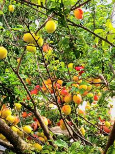 Agroturystyka Pod Kogutem