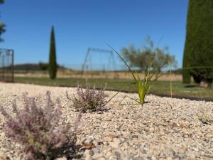 Maisons de vacances Le Domaine de Laforest : photos des chambres