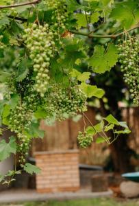 Zöldorom Vendégház Verőce