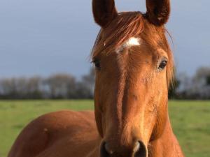 Séjour Nature et Charme, Animaux Bienvenus, Parking et Wifi Inclus - FR-1-489-560