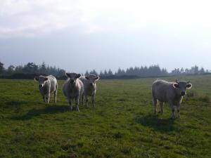 Gîte de charme avec piscine, Wi-Fi et animaux acceptés - FR-1-496-26