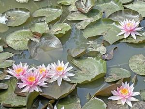 Maison spacieuse à Sarceaux avec jardin et animaux acceptés - FR-1-497-131
