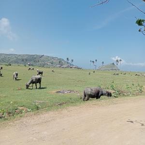 Barrel cottages areguling