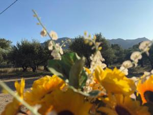 Star Sleep Koxare Rethymno