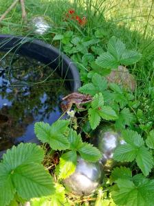 Familiennest Vogelwuid
