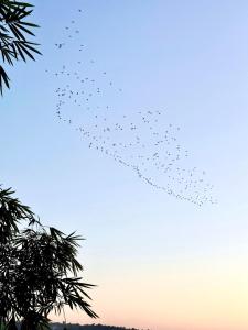 Midsummer Night Dreams