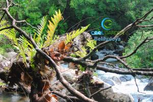 Cool Garden belihuloya